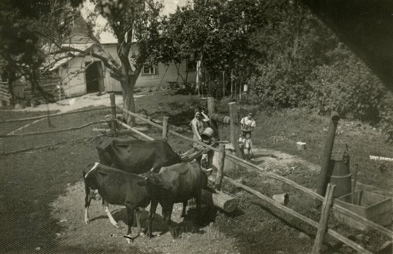 KKE 4980.jpg - Fot. W zagrodzie. Jadwiga Strumiłło podaje jedzenie krowom, Miratycze, 1936 r.